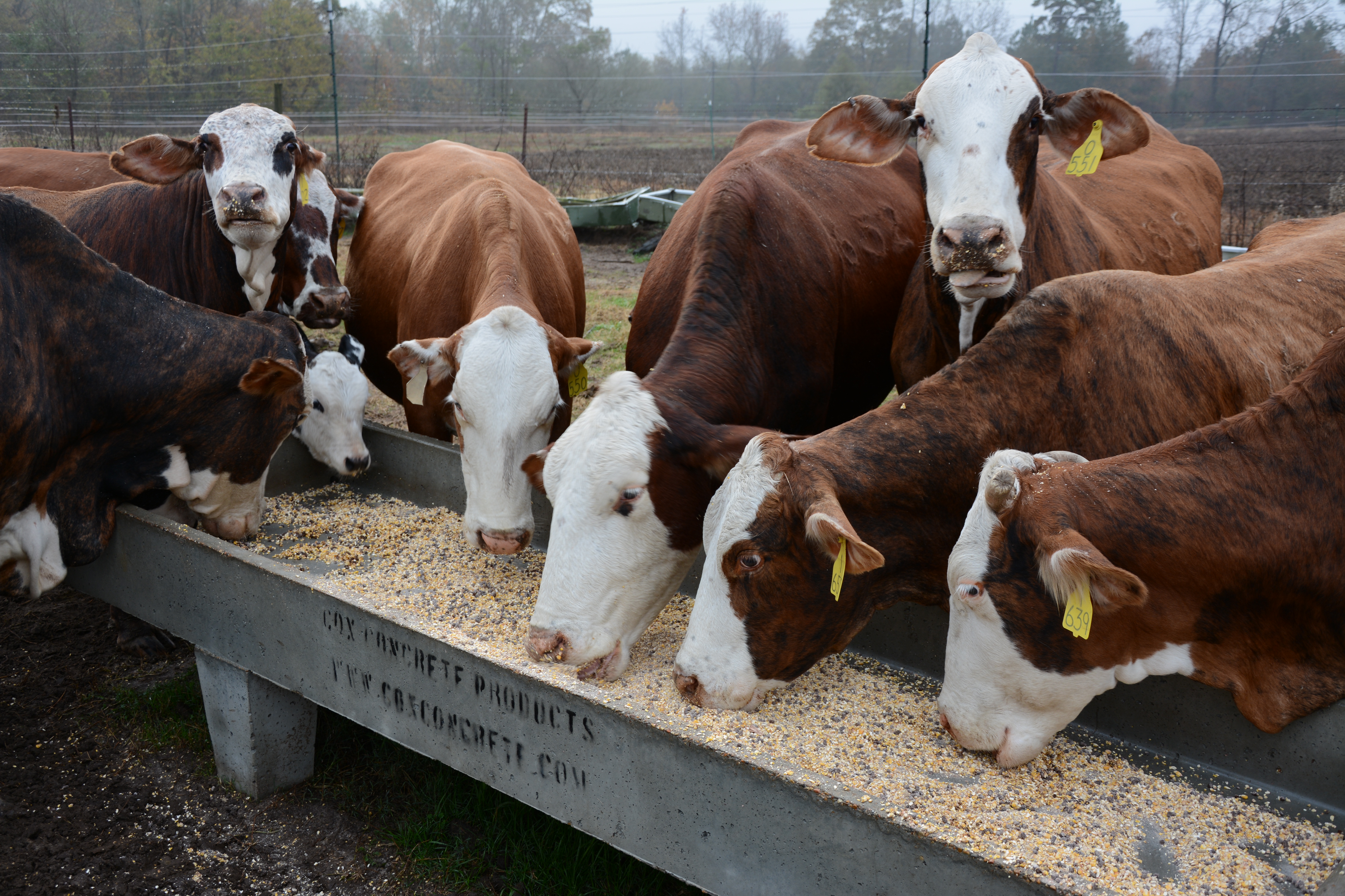 Feed Additives And Medicated Feeds Drovers